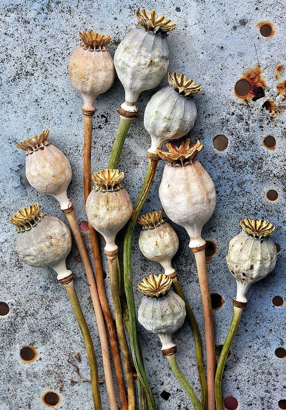 Close-up of a dried poppy pod with seeds inside.